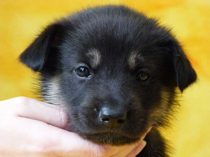 chinook puppy